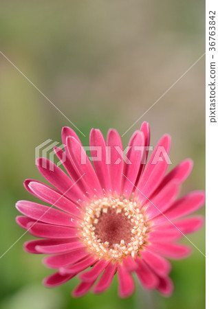 Cute flower (gerbera) 36763842