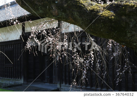 滋賀新年皇宮的櫻花 滋賀新年皇宮的櫻花 36764032