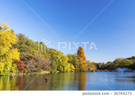 秋天Inokashira公園 36764273