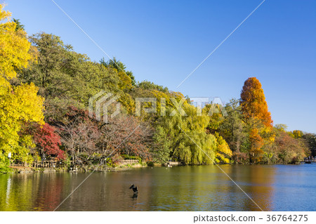 Autumn Inokashira Park 36764275