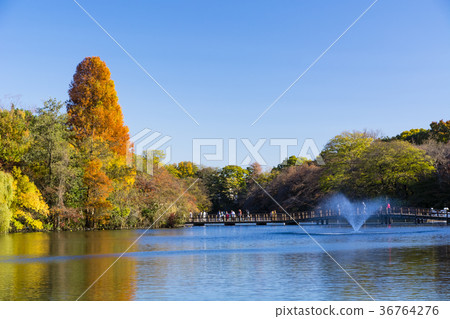 秋天Inokashira公園 36764276