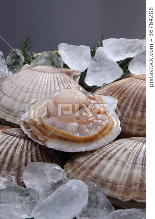scallop scallop 36764288