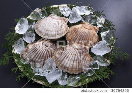 scallop 36764296