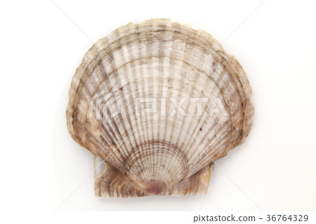 scallop scallop 36764329