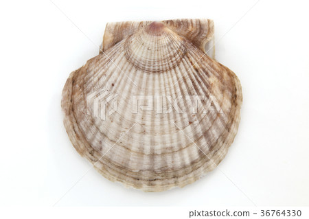 scallop scallop 36764330