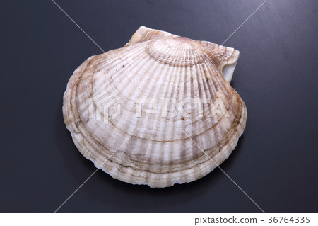 scallop scallop 36764335