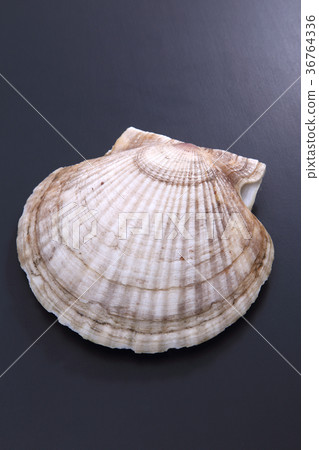 scallop scallop 36764336