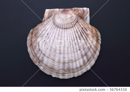 scallop 36764338