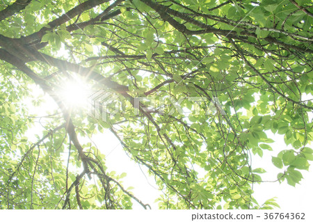 Wakaba Fresh green forest bath leaf refreshing green refreshing sunlight Leakage Forest Bath Ecology Eco Sunlight 36764362