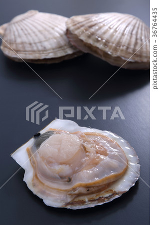 扇貝 扇貝 36764435
