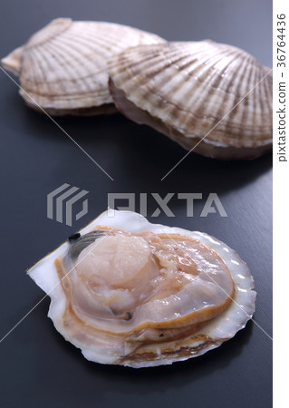 scallop scallop 36764436