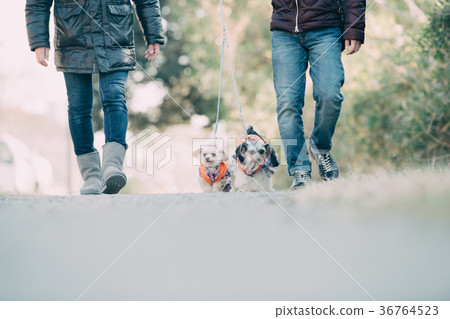 Multi-headed japanese couple walking dog 36764523