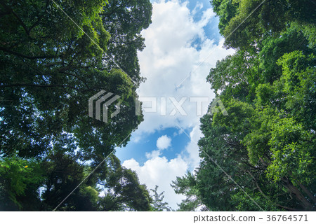 Wakaba Fresh green forest bath leaf refreshing green refreshing sunlight Leakage Forest Bath Ecology Eco Sunlight 36764571