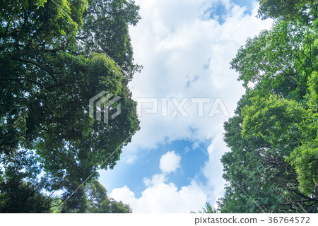 Wakaba Fresh green forest bath leaf refreshing green refreshing sunlight Leakage Forest Bath Ecology Eco Sunlight 36764572