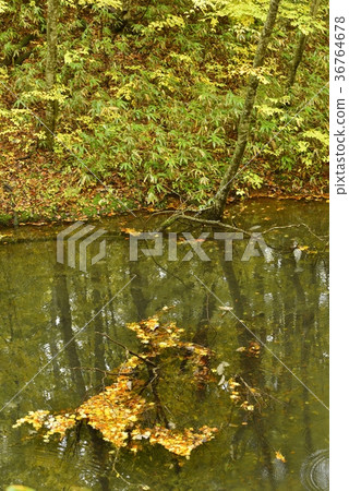 Autumn leaves of ivy 36764678