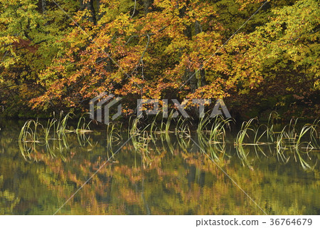 Autumn leaves of ivy 36764679