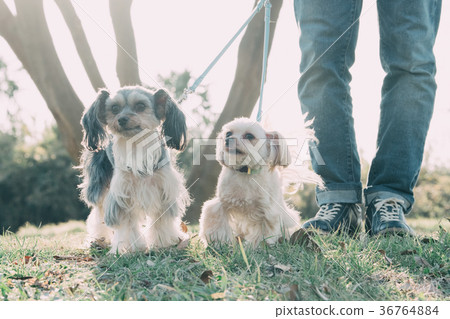 多頭狗走雜種動物 36764884