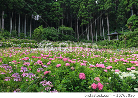 Hattori Farm Ajisainoyama 36765050