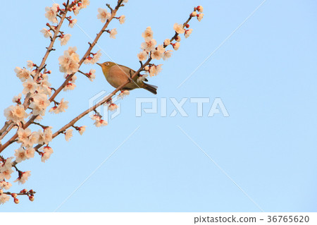 Meishi with plum 36765620