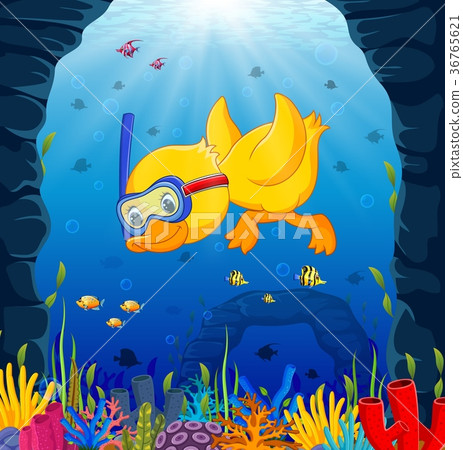 cute duck snorkeling underwater sea 36765621