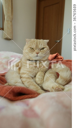 Sitting cat Sitting cat 36765689