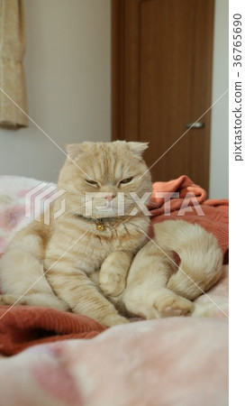 Sitting cat 36765690