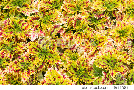 plant leaves for background plant leaves for background 36765831