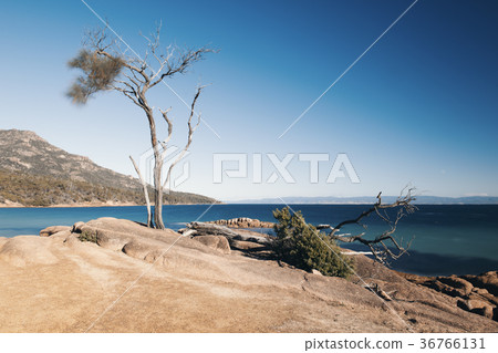 Honeymoon bay in Freycinet National Park Honeymoon bay in Freycinet National Park 36766131