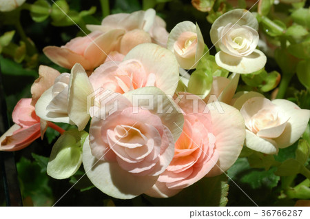 begonia flowers closeup in the garden 3 begonia flowers closeup in the garden 3 36766287