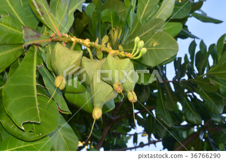 Fish Poison Tree, Putat, Sea Poison Tree 36766290