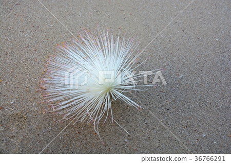 Fish Poison Tree flowers on the beach 36766291
