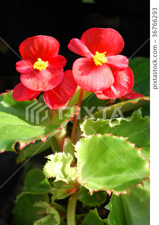 Red begonia flowers closeup in the garden Red begonia flowers closeup in the garden 36766293