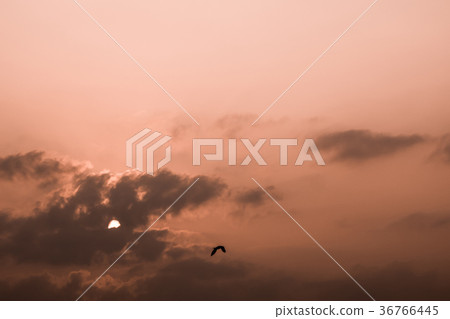 Gray fluffy clouds in the morning sky 36766445