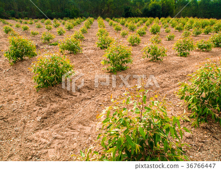 Row of Eucalyptus tree in the farm Row of Eucalyptus tree in the farm 36766447