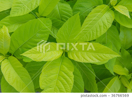 green leaf in agricultural farm for background green leaf in agricultural farm for background 36766569