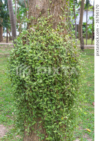 Dischidia ruscifolia or million hearts plant Dischidia ruscifolia or million hearts plant 36766570