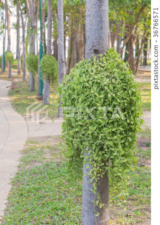 Dischidia ruscifolia or million hearts plant Dischidia ruscifolia or million hearts plant 36766571
