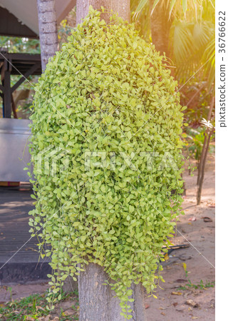 Dischidia ruscifolia or million hearts plant Dischidia ruscifolia or million hearts plant 36766622