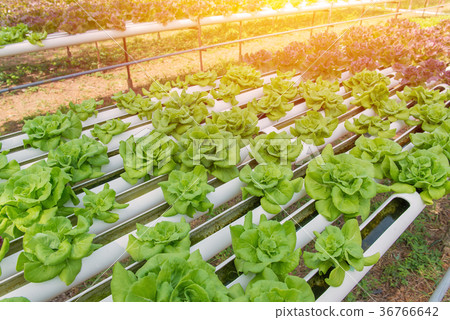 Organic hydroponic vegetable in cultivation farm 36766642