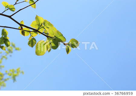 Handkerchief tree leaves and blue sky 36766959