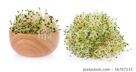 heap of alfalfa sprouts on white background 36767235