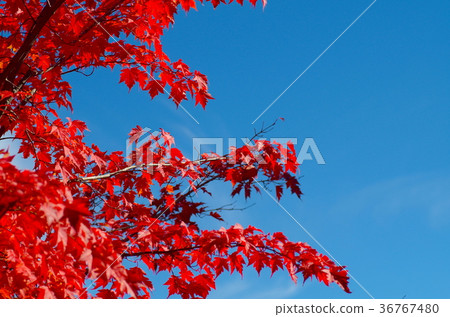 燒在藍天和紅色的槭樹的秋葉 36767480