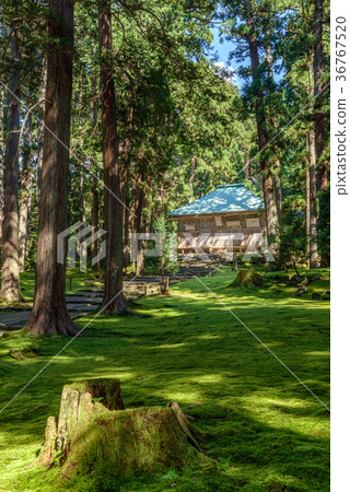 Hiraizumi Temple Hakusan Shrine grounds scenery 36767520