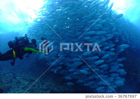 Horse mackerel horse mackerel horse mackerel Okinawa Yasukuni island herd horse mackerel diving Okinawa scuba diving sea 36767897