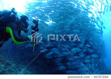 Horse mackerel horse mackerel horse mackerel Okinawa Yasukuni island herd horse mackerel diving Okinawa scuba diving sea 36767898