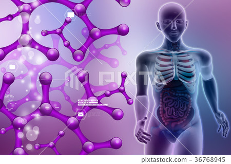 human anatomy human anatomy 36768945