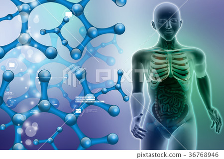 human anatomy human anatomy 36768946