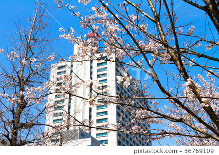 Cherry blossoms in central Tokyo 36769109
