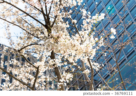 Cherry blossoms in central Tokyo 36769111