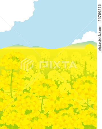 Rape field background illustration 36769216